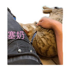 勾錐貓貓