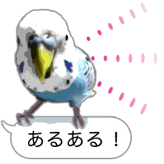 セキセイ インコのpちゃん 鳥の吹き出し Line スタンプ Line Store