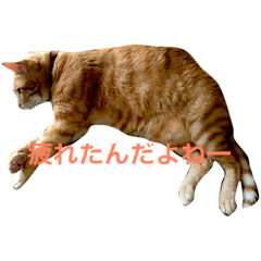 cat-time2-1