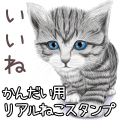 かんだい用リアルかわいい猫 Line スタンプ Line Store