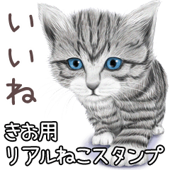 きお用リアルかわいい猫 Line スタンプ Line Store