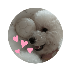 比熊犬可愛圓寶寶-2