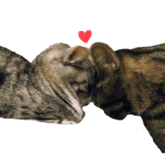 ringo_20210528220037