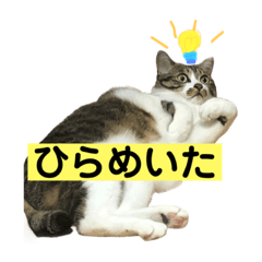 きじしろ猫のごまちゃん3 Line スタンプ Line Store きじしろ猫のごまちゃん3 Line スタンプ Line Store