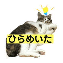 きじしろ猫のごまちゃん3 Line スタンプ Line Store