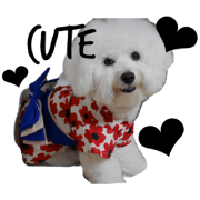 bichonfrise menma part2