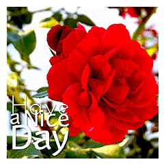 Greeting day by day