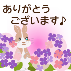 Rabbits and cats full of flowers