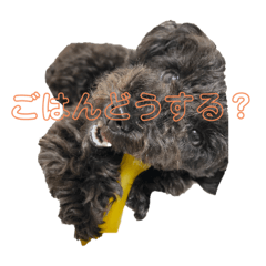 Komamenosutannpu