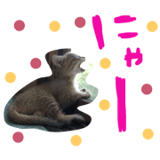 japanese cat tama!