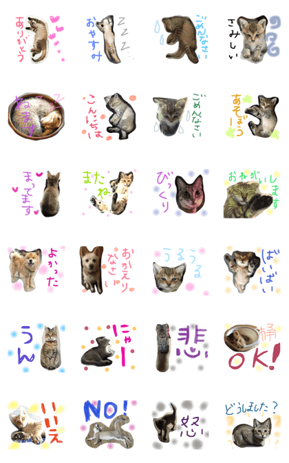 japanese cat tama!