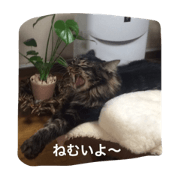 MaineCoonBrownTabby MaineCoonBrownTabby