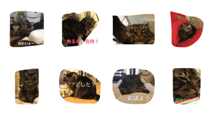 MaineCoonBrownTabby MaineCoonBrownTabby