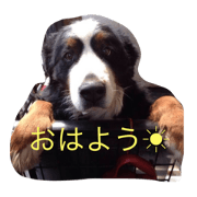 Bernese Mountain Dog Conversation Bernese Mountain Dog Conversation