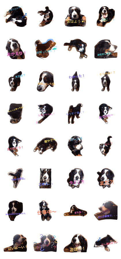 Bernese Mountain Dog Conversation Bernese Mountain Dog Conversation