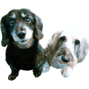 my dogs - G and A my dogs - G and A