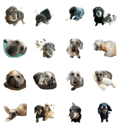 my dogs - G and A my dogs - G and A