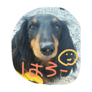 pretty dog hime pretty dog hime