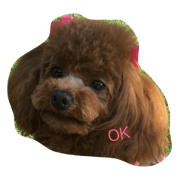 toypoodle mimi toypoodle mimi