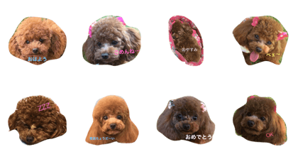 toypoodle mimi toypoodle mimi