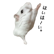 my hamster.