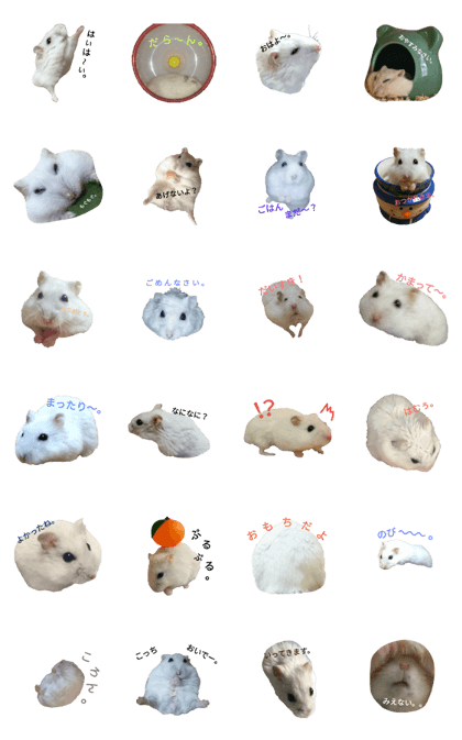my hamster.