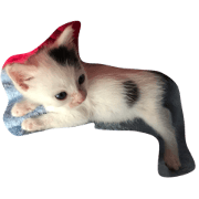 kitty cat Yukichi kitty cat Yukichi