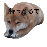 Daily life of Shiba dog PONTA, part 1 Daily life of Shiba dog PONTA, part 1
