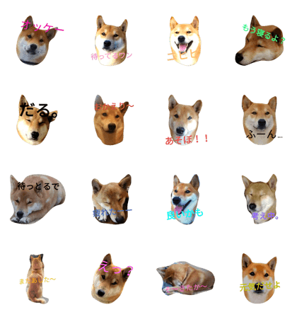 Daily life of Shiba dog PONTA, part 1 Daily life of Shiba dog PONTA, part 1