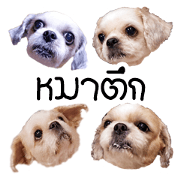 Shih Tzu Gang Shih Tzu Gang