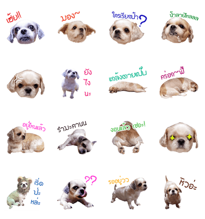 Shih Tzu Gang Shih Tzu Gang