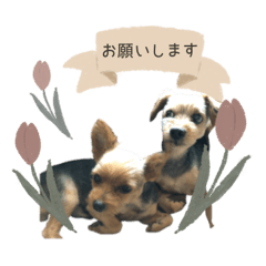 QooMoco__coton sticker
