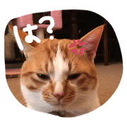 navi&kichi navi&kichi