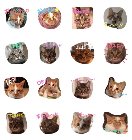 navi&kichi navi&kichi