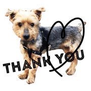 Kimagure Yorkie! Live Action