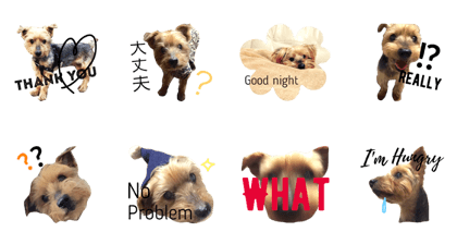 Kimagure Yorkie! Live Action