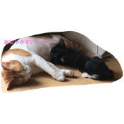 Days paid vacation of the cat