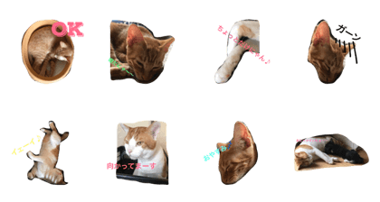 Days paid vacation of the cat