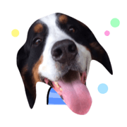 bernese mountain dog CHAMP