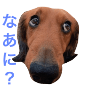 Daily life of carefree Leno Daily life of carefree Leno