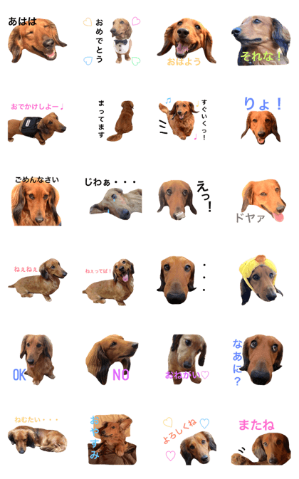 Daily life of carefree Leno Daily life of carefree Leno