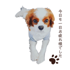 Cavalier dog mame is Light.Cute dog.(2)