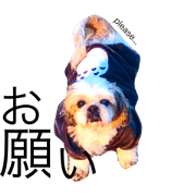 dog,cat,rabit and hamster dog,cat,rabit and hamster