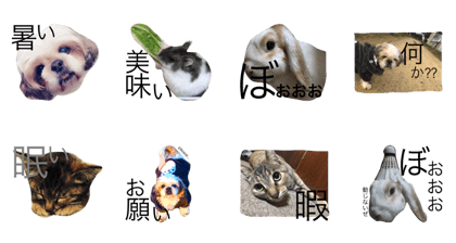 dog,cat,rabit and hamster dog,cat,rabit and hamster
