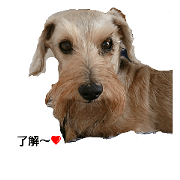 My dog.His name is bamboo.