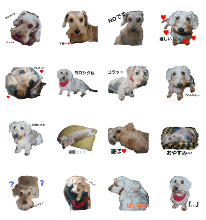 My dog.His name is bamboo.