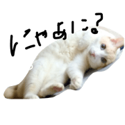 cats world -we love cats-