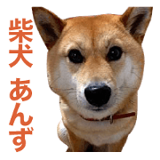 Shiba Inu Annzu