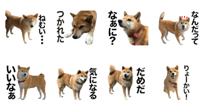 Shiba Inu Annzu