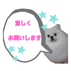 ポメラニアンのココア 柴犬カットのポメ Lineクリエイターズスタンプ Stamplist ポメラニアンのココア 柴犬カットのポメ Lineクリエイターズスタンプ Stamplist